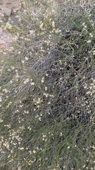 Baccharis brachyphylla