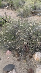 Baccharis brachyphylla