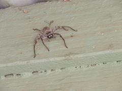 Isopeda canberrana