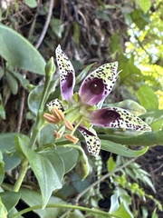 Swertia shintenensis