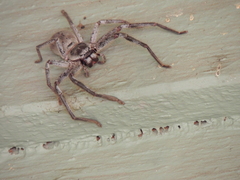 Isopeda canberrana