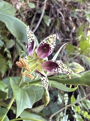 Swertia shintenensis