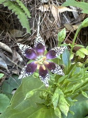 Swertia shintenensis