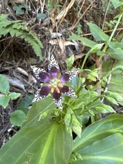 Swertia shintenensis