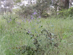Veronica perfoliata