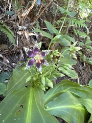 Swertia shintenensis