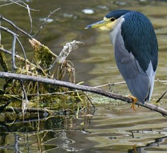 Nycticorax nycticorax