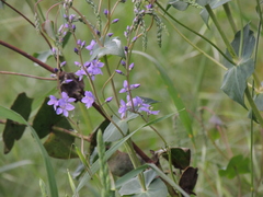 Veronica perfoliata