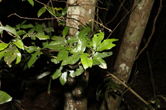 Heritiera trifoliolata