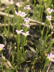 Stylidium despectum