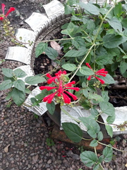 Scutellaria incarnata