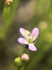 Stylidium despectum