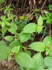 Alternanthera porrigens