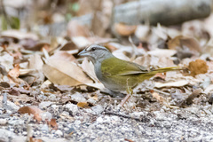 Arremonops chloronotus