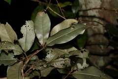 Heritiera trifoliolata