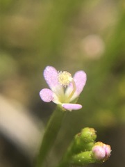 Stylidium despectum