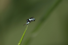 Thyreus nitidulus