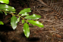 Diospyros australis