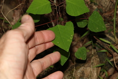 Homalanthus stillingiifolius