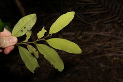 Diospyros australis