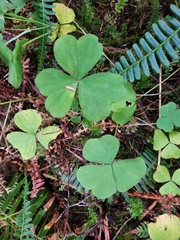 Oxalis oregana