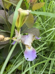 Iris × hybrida