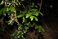 Diospyros australis