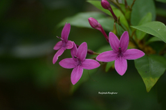 Pseuderanthemum laxiflorum