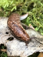 Prophysaon andersonii