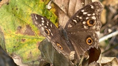 Junonia lemonias aenaria