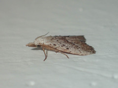 Meganola brunellus
