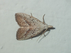 Meganola brunellus