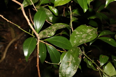 Cryptocarya laevigata