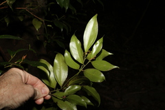 Cryptocarya laevigata