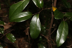 Huberantha nitidissima