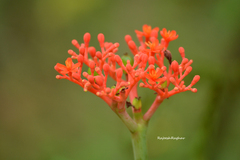 Jatropha podagrica