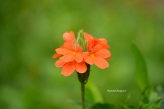 Crossandra infundibuliformis