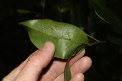 Huberantha nitidissima