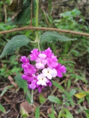 Lantana rugosa
