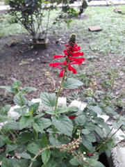 Scutellaria incarnata