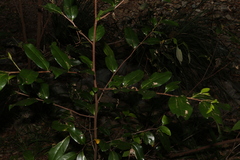 Huberantha nitidissima