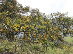 Acacia saligna