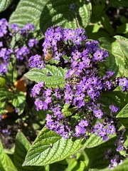 Anthidium florentinum