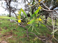 Acacia saligna