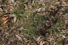 Eutaxia diffusa