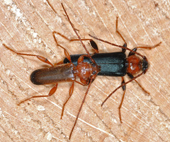 Phymatodes testaceus