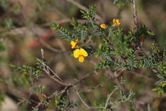 Eutaxia diffusa