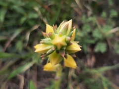 Echeveria platyphylla