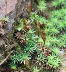 Dawsonia longiseta