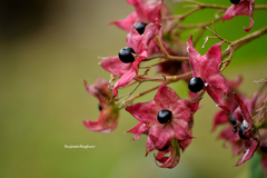 Clerodendrum infortunatum